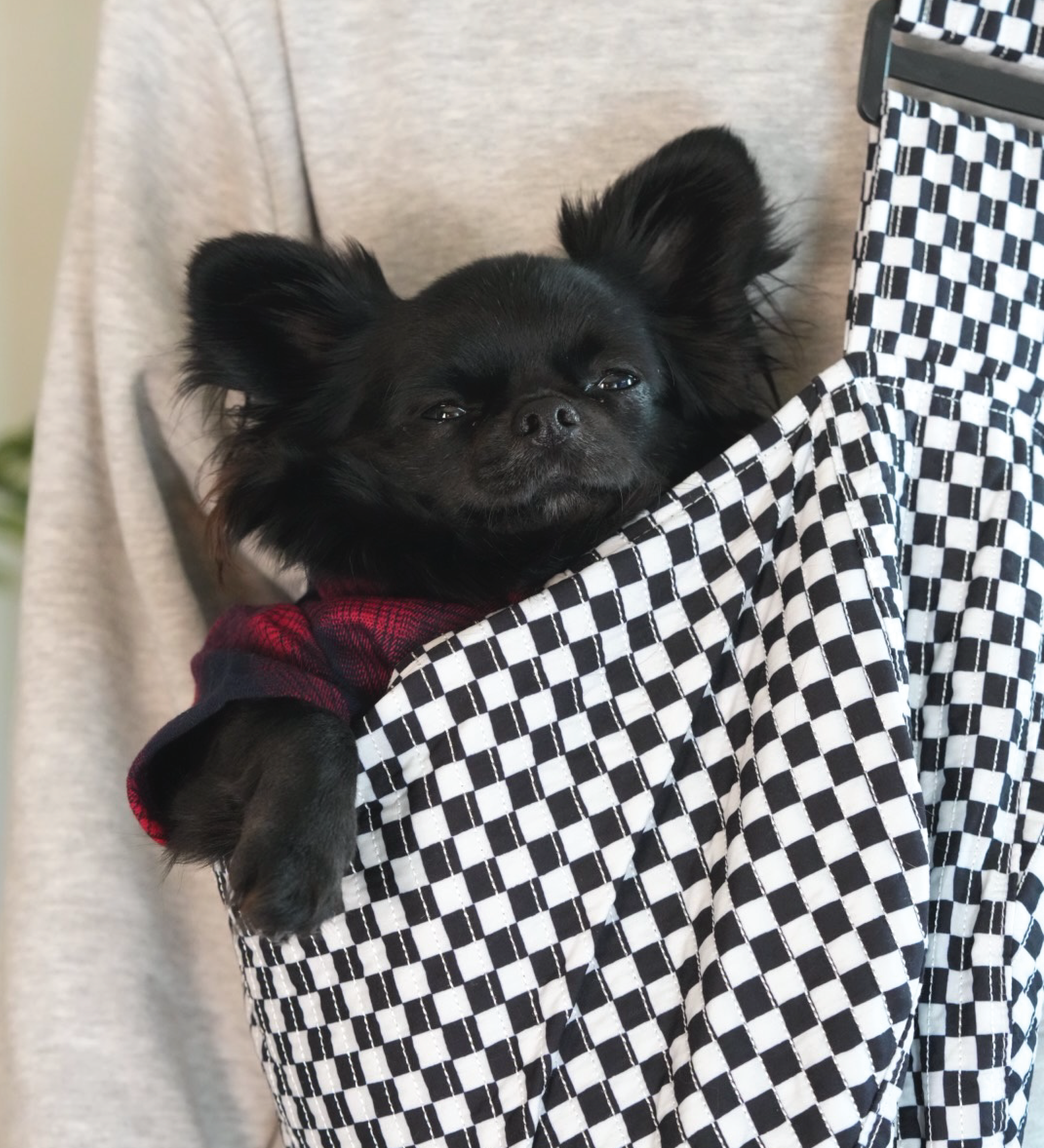 Moxxie Pet Sling Carrier – a stylish and comfortable way to carry your small pet on daily adventures. Black chihuahua (Romeo) pictured is 9.5 lbs.