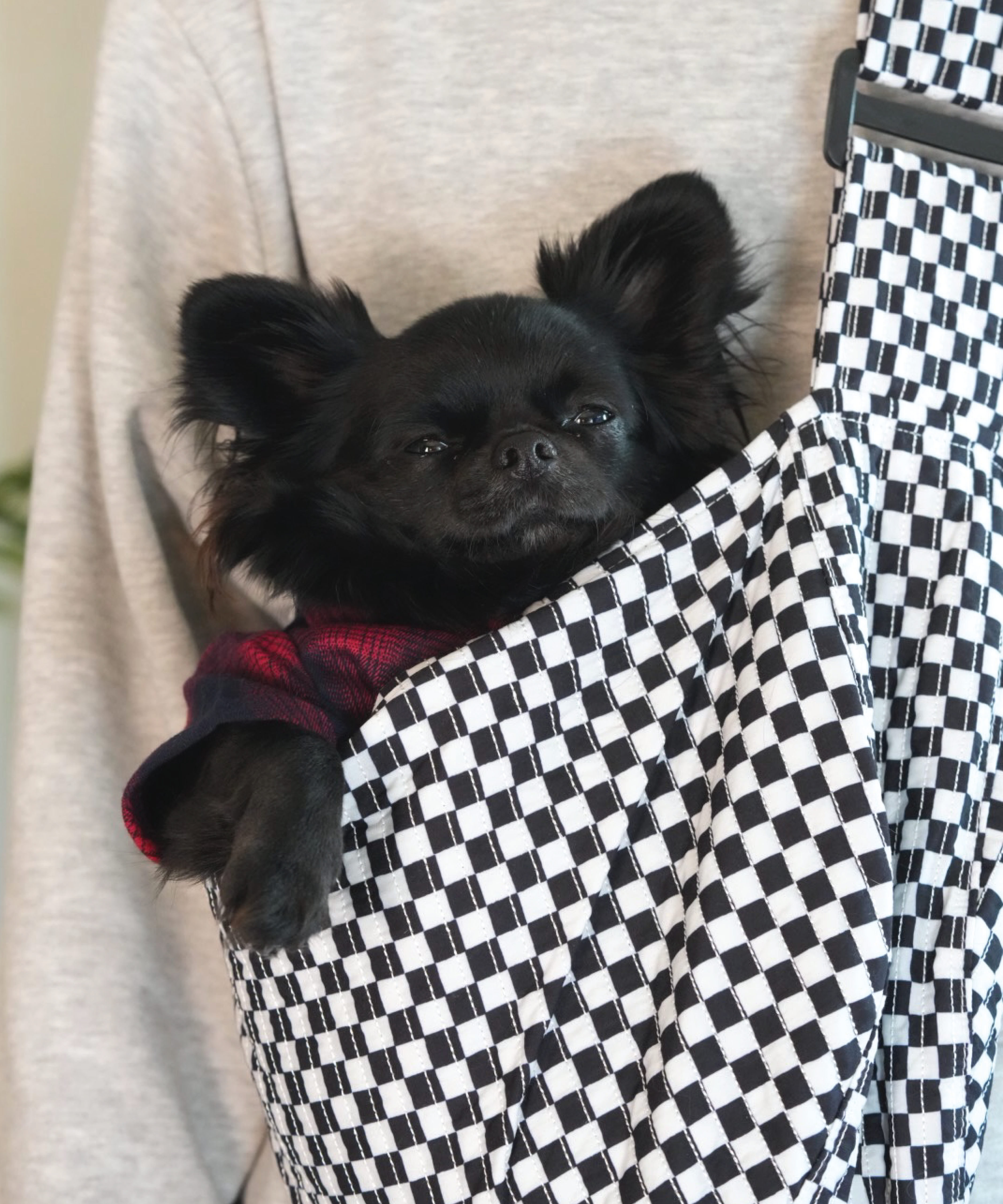 Moxxie Pet Sling Carrier – a stylish and comfortable way to carry your small pet on daily adventures. Black chihuahua (Romeo) pictured is 9.5 lbs.