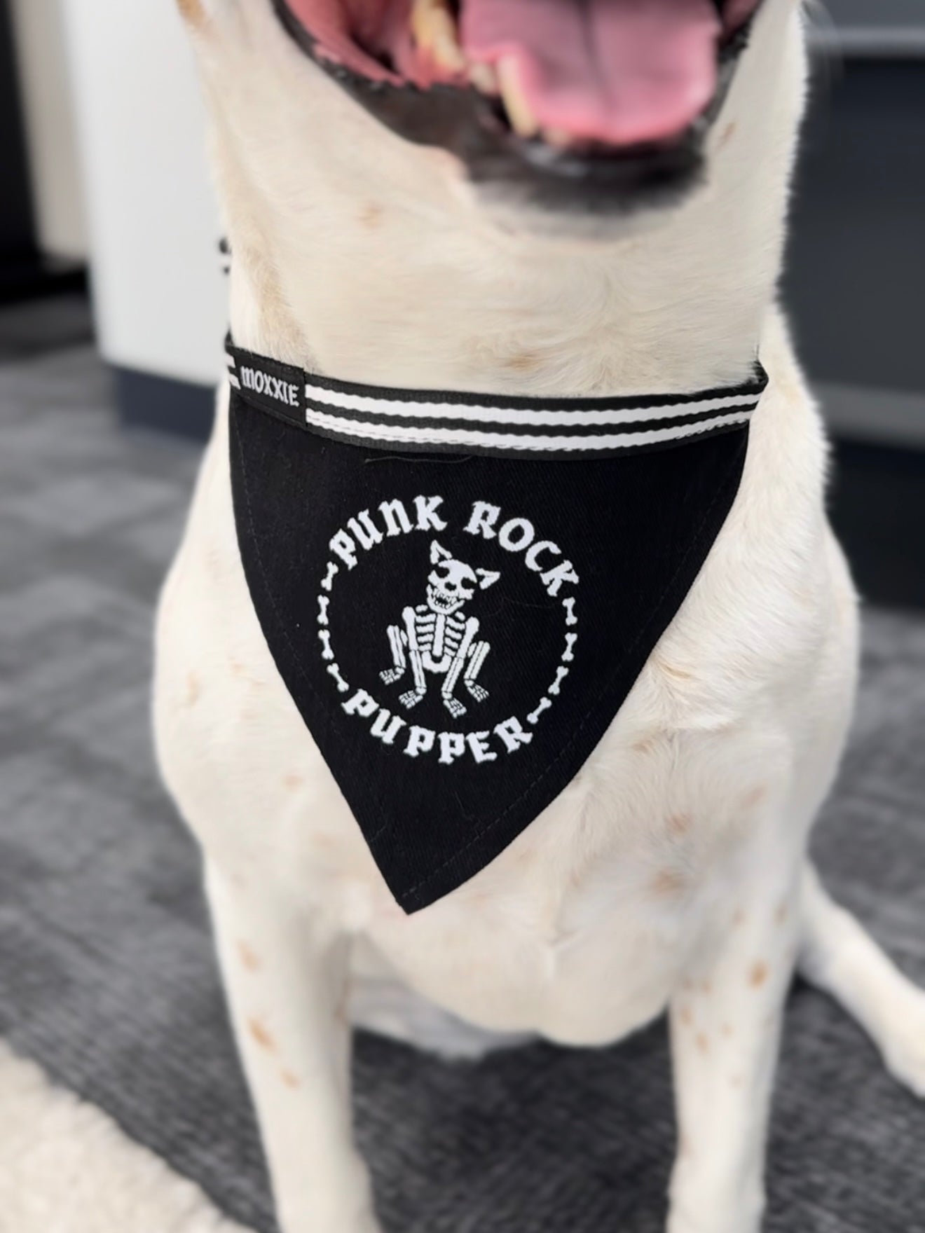 Let your pup rock out with the 'Punk Rock Pupper' adjustable pet bandana – the perfect accessory for your rebellious furry friend!