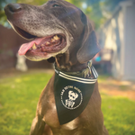 Large dog wearing the large Sad to the Bone adjustable pet bandana – a spooky skeleton design perfect for your emo pup