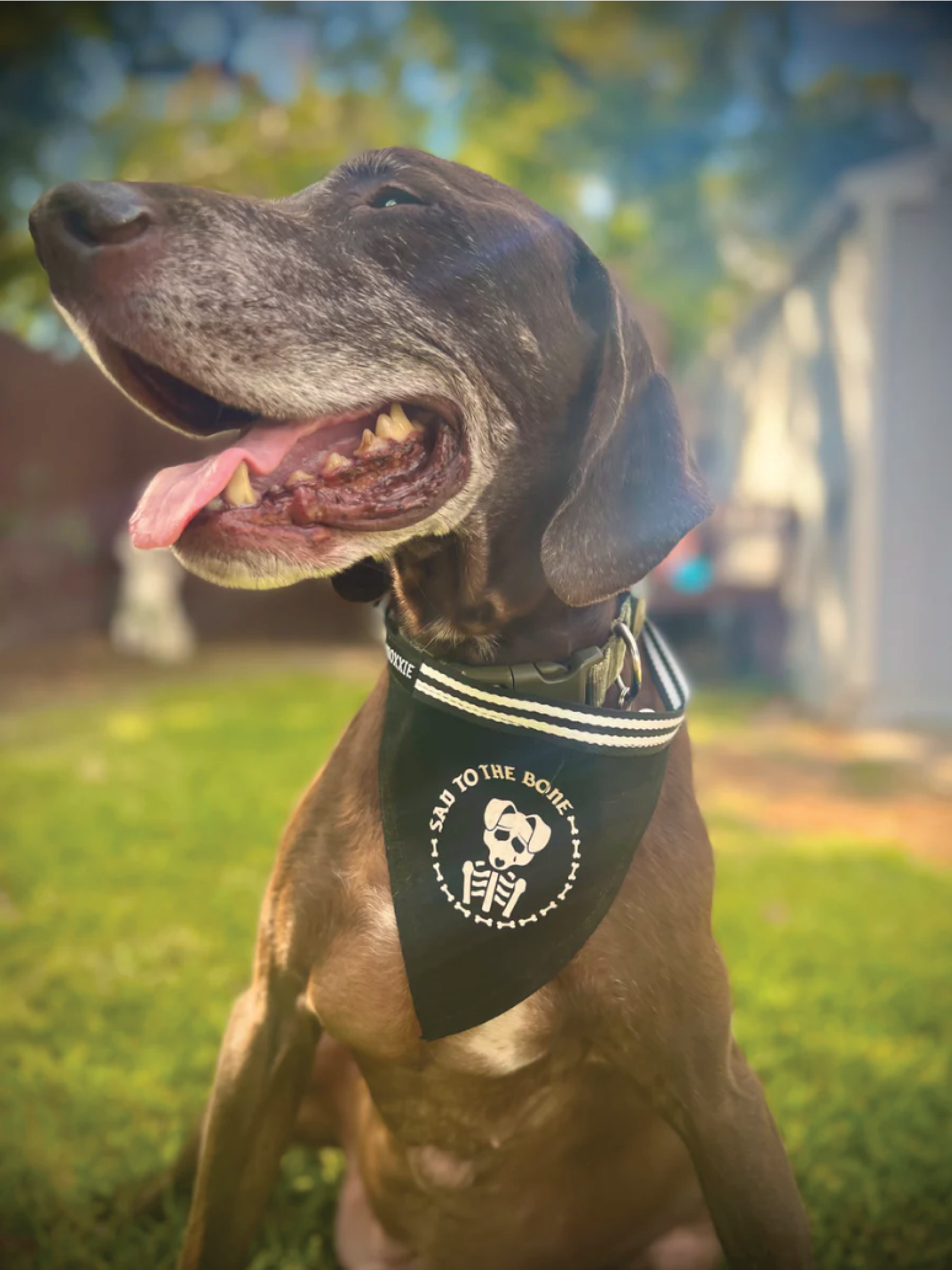 Large dog wearing the large Sad to the Bone adjustable pet bandana – a spooky skeleton design perfect for your emo pup