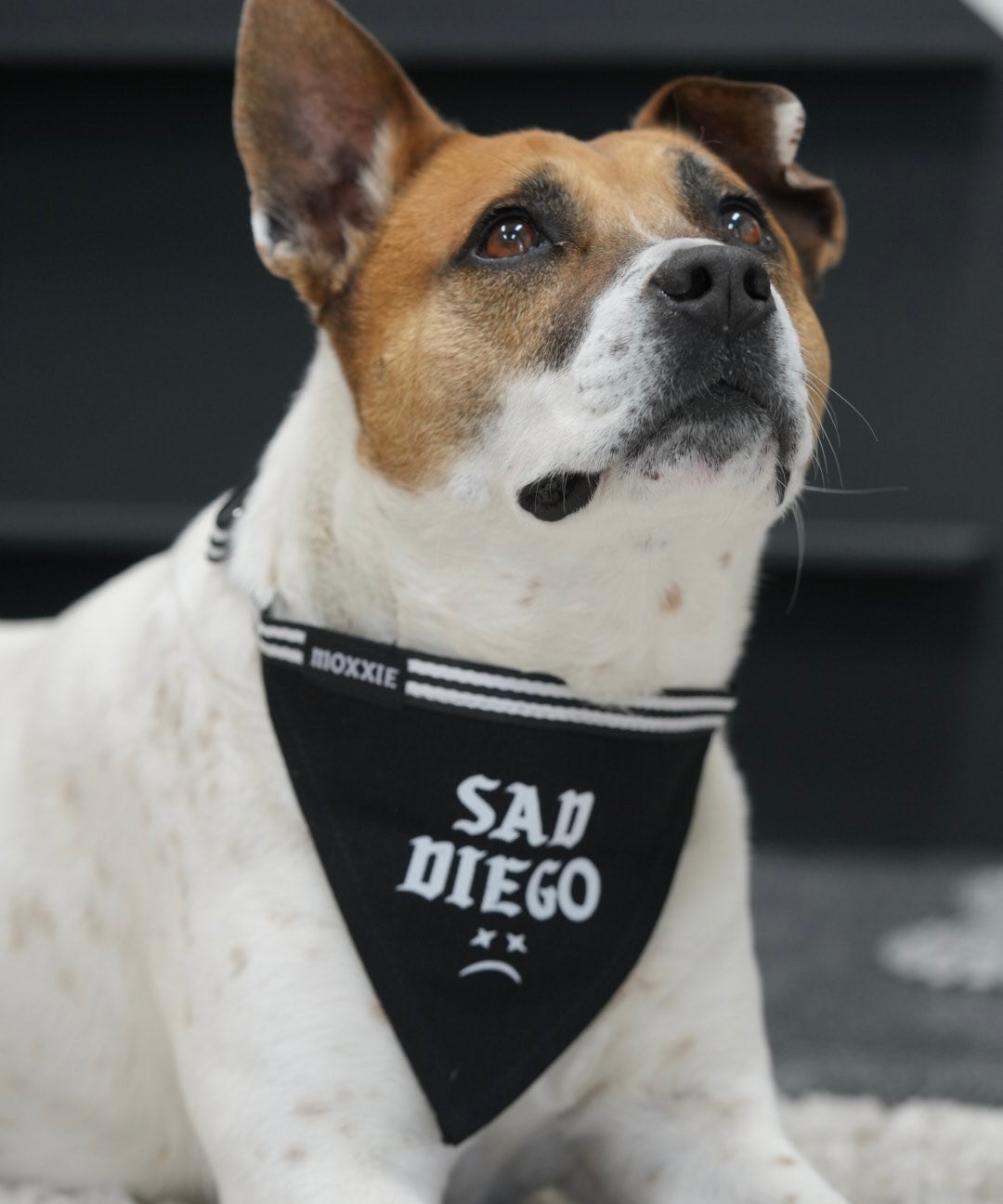 Large Sad Diego adjustable pet bandana – a perfect fit for large dogs, adding emo flair with a sad Diego design.