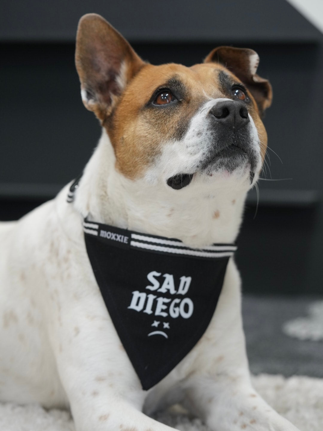 Large Sad Diego adjustable pet bandana – a perfect fit for large dogs, adding emo flair with a sad Diego design.