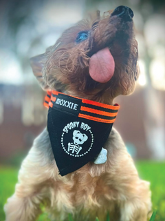 Small Spooky Boy pet bandana – perfect for small dogs, featuring a spooky design to celebrate Halloween in style.