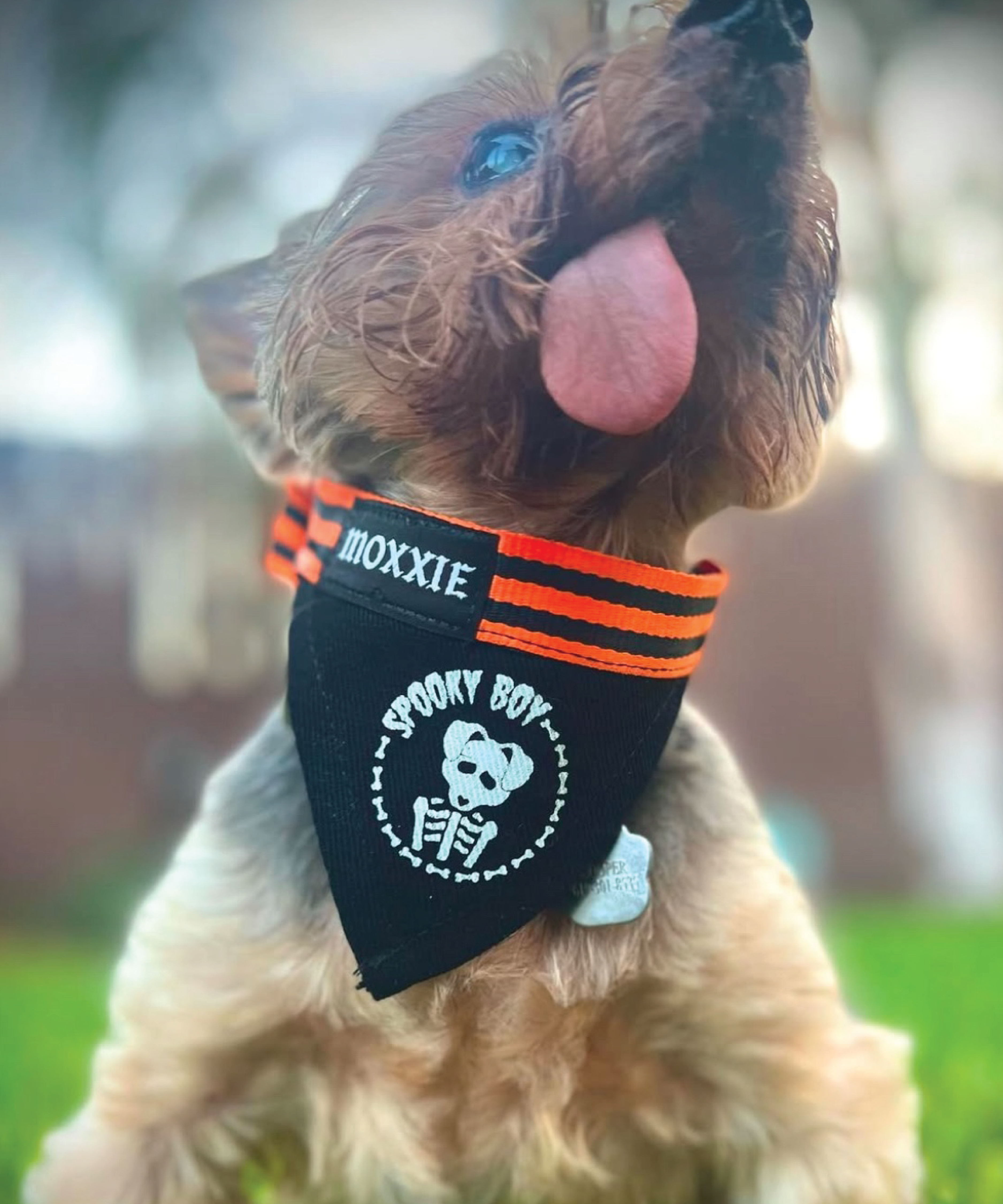 Small Spooky Boy pet bandana – perfect for small dogs, featuring a spooky design to celebrate Halloween in style.