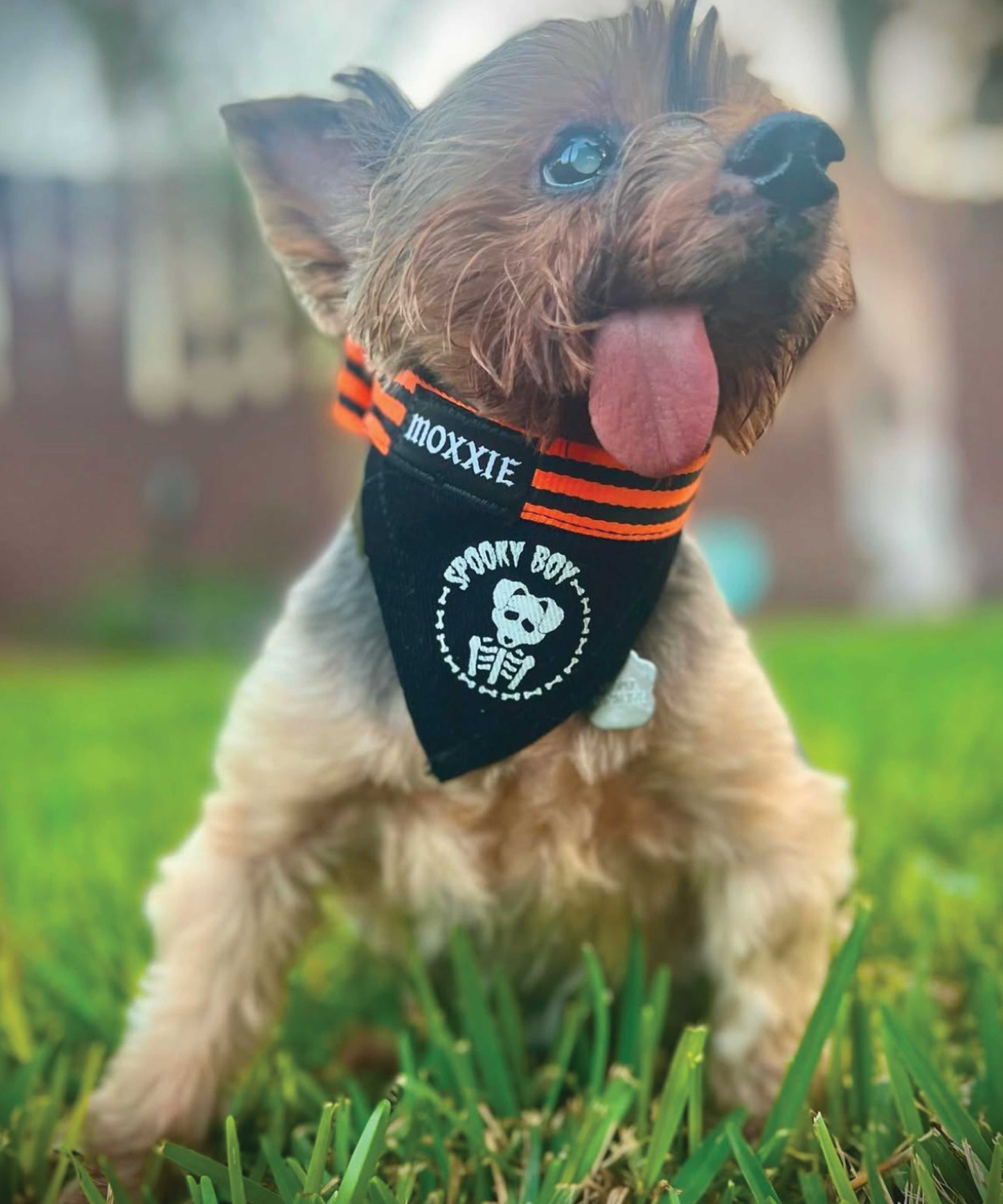 Spooky Boy adjustable pet bandana – custom made for your dog, perfect for Halloween and supporting small businesses.