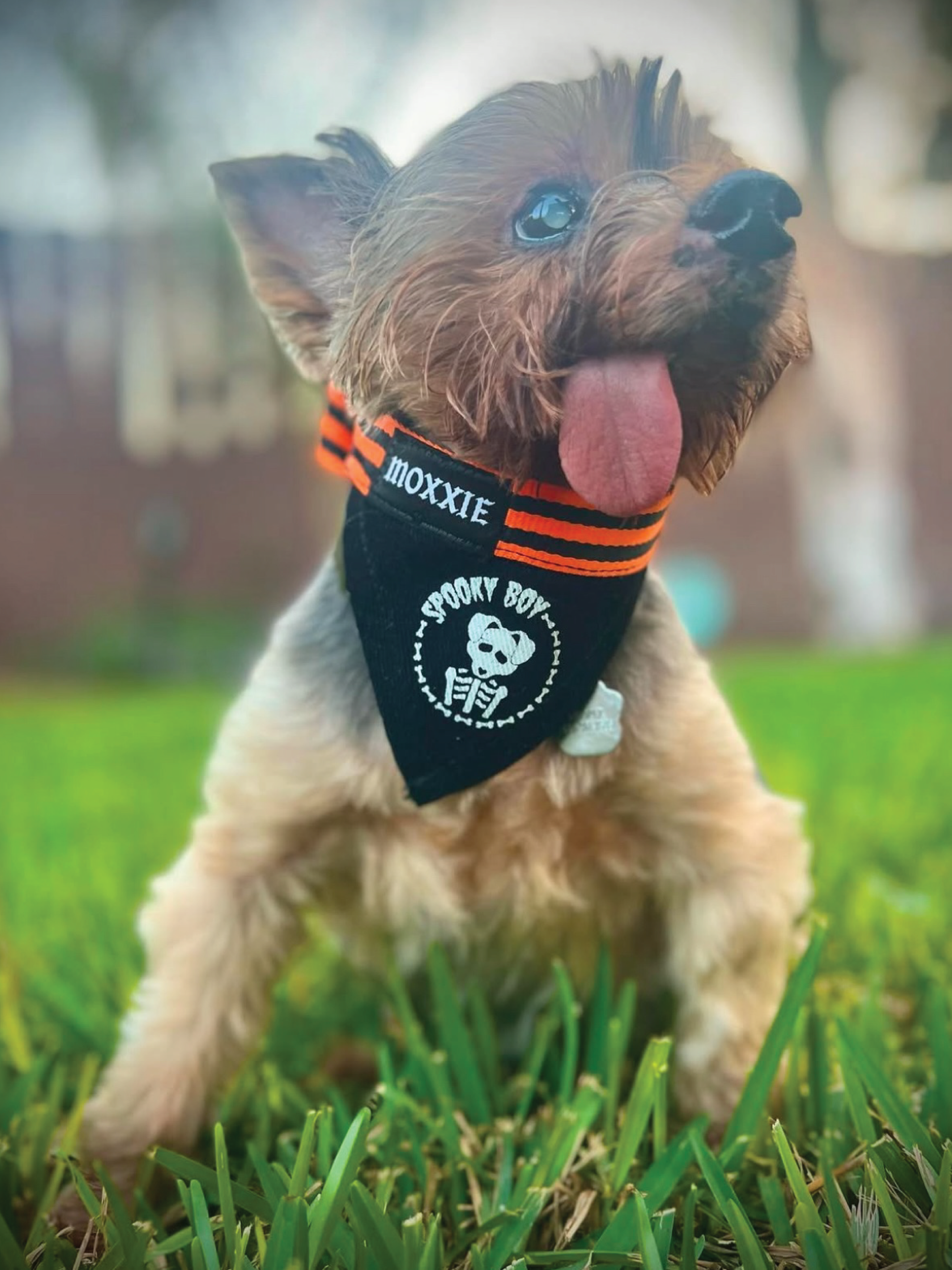 Spooky Boy adjustable pet bandana – custom made for your dog, perfect for Halloween and supporting small businesses.