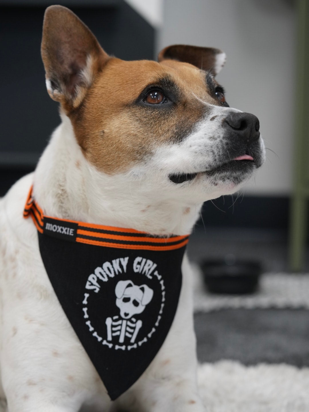 Large Spooky Girl dog bandana – ideal for larger dogs, custom-made for a spooky and stylish Halloween look.