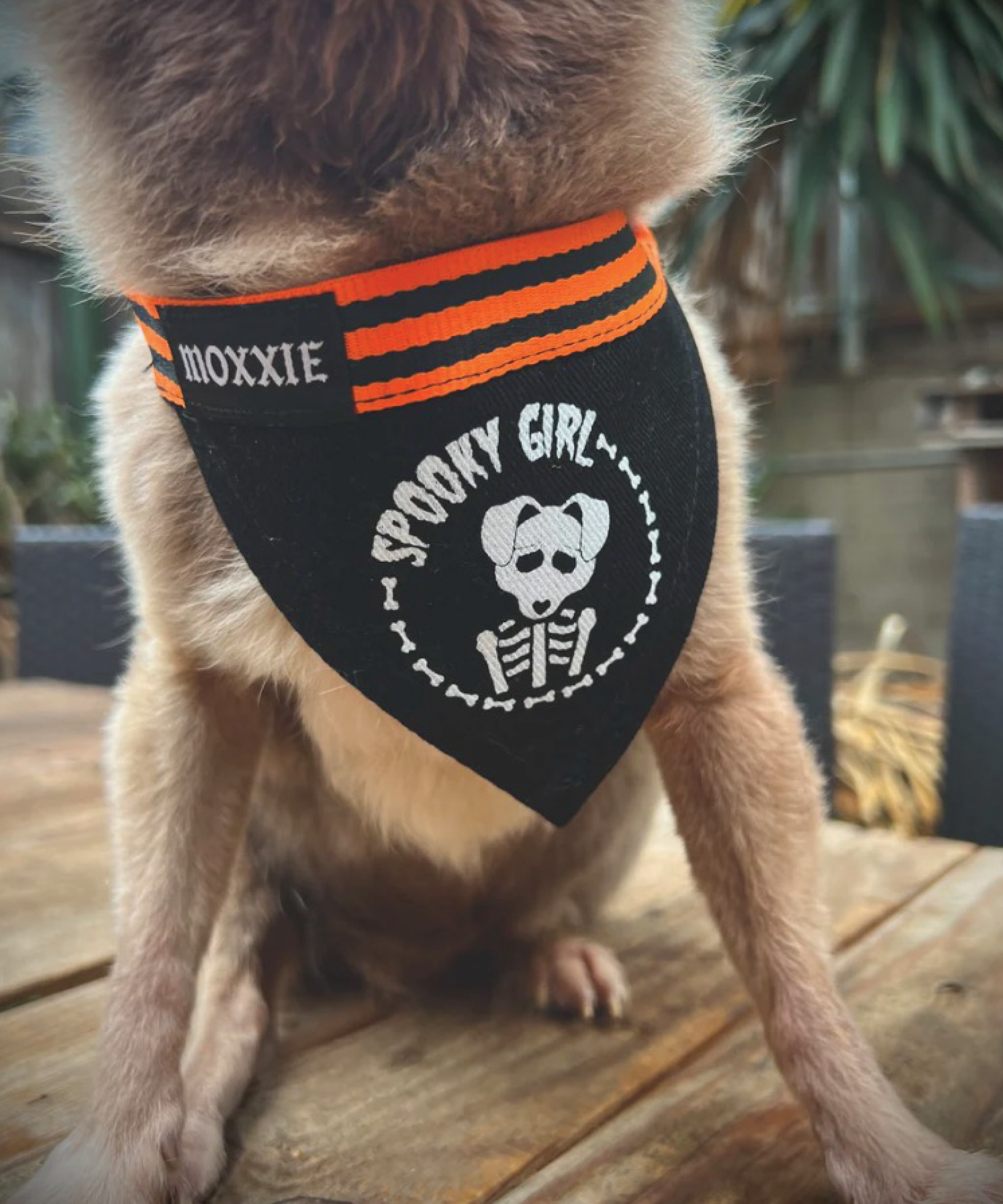 Small Spooky Girl pet bandana – designed for small dogs, featuring a cute and spooky Halloween design.