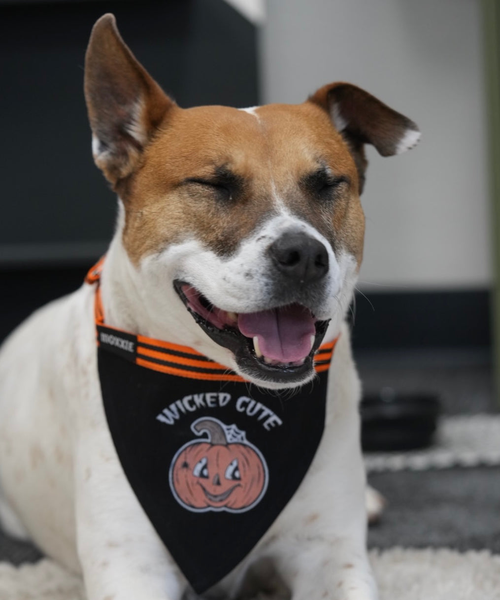Medium adjustable pet bandana – a spooky, custom-made accessory for medium-sized dogs to celebrate Halloween in style.