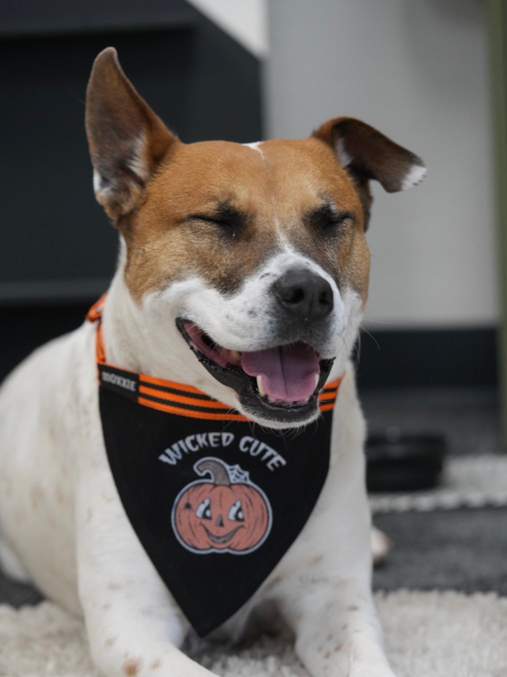 Medium adjustable pet bandana – a spooky, custom-made accessory for medium-sized dogs to celebrate Halloween in style.