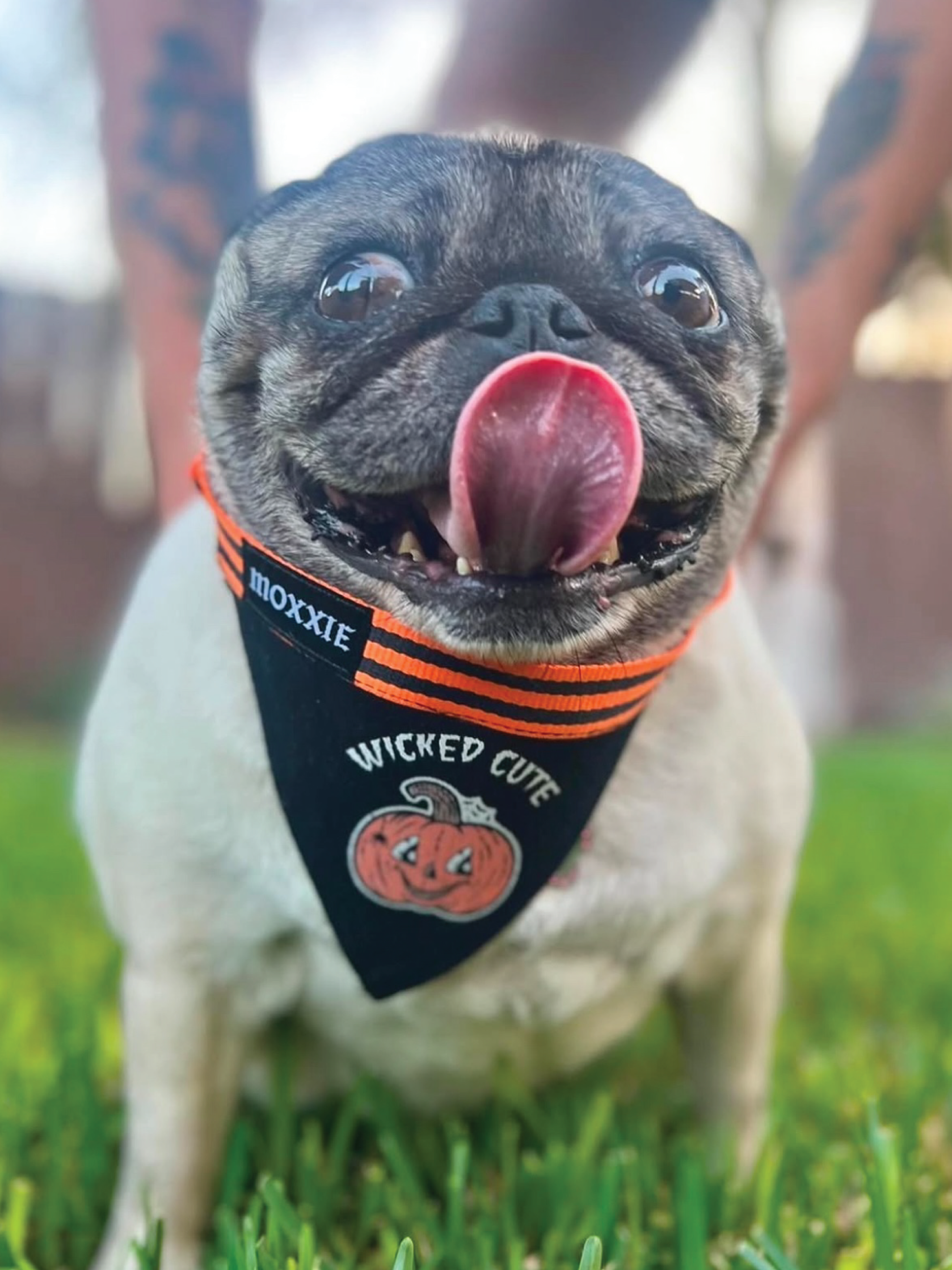 Wicked cute adjustable pet bandana – perfect for Halloween, supporting small businesses and adding a spooky touch to your dog's apparel.