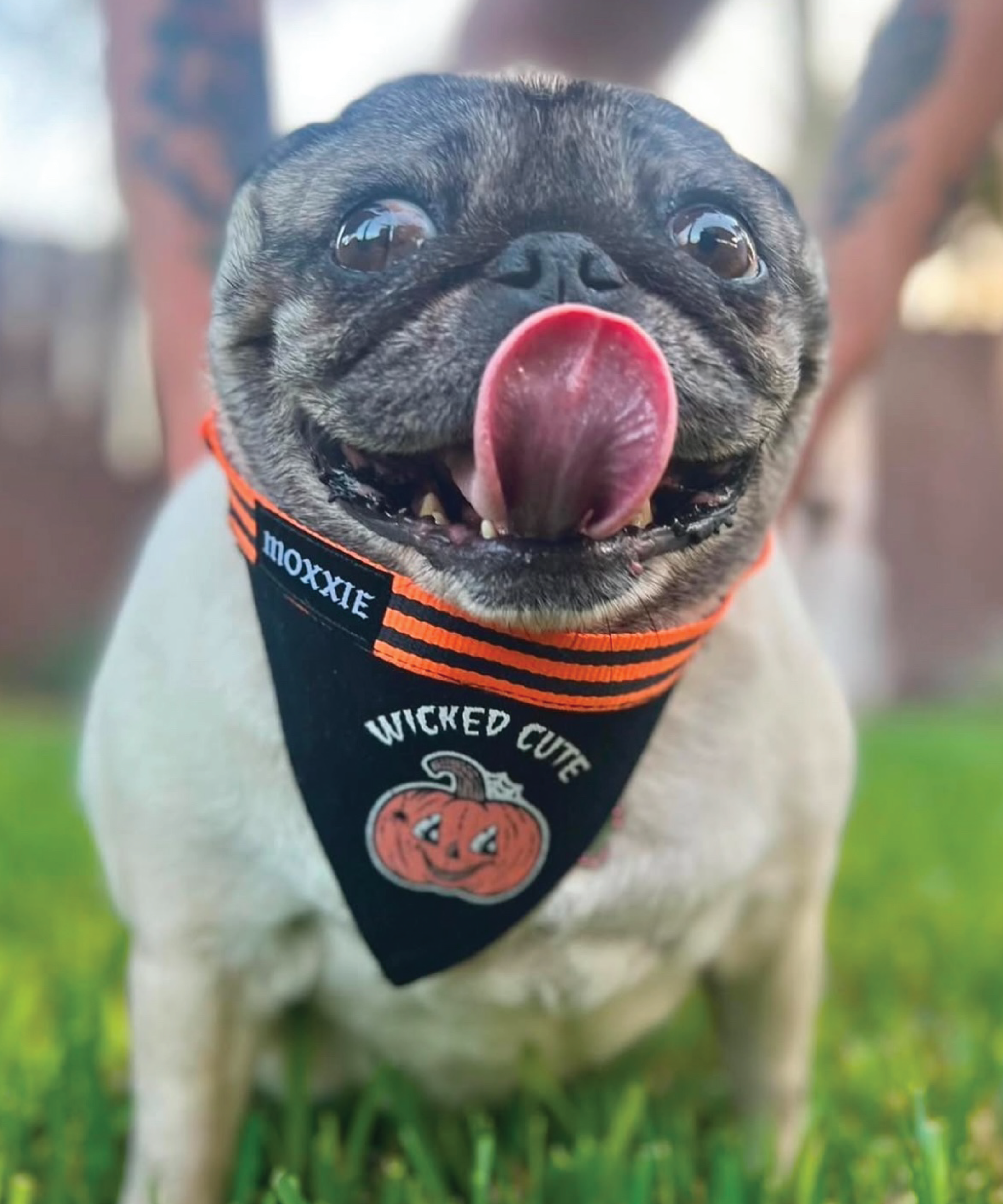 Large adjustable pet bandana – designed for larger dogs, offering a wicked cute Halloween look with a pumpkin pattern.