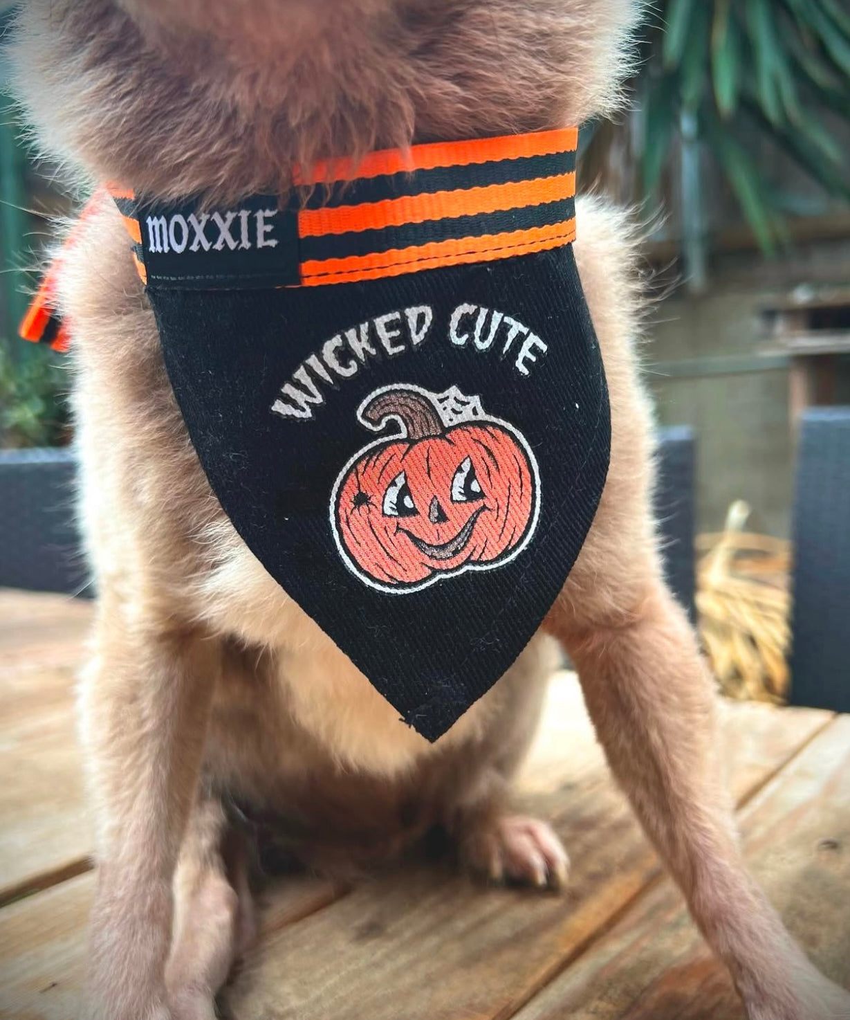Small adjustable pet bandana – perfect for small dogs, featuring a wicked cute pumpkin design for Halloween.