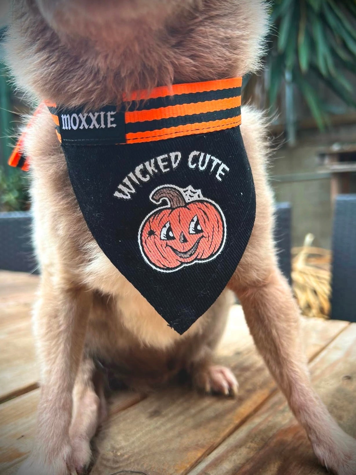Small adjustable pet bandana – perfect for small dogs, featuring a wicked cute pumpkin design for Halloween.