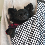 Moxxie Pet Sling Carrier – a stylish and comfortable way to carry your small pet on daily adventures. Black chihuahua (Romeo) pictured is 9.5 lbs.