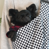 Moxxie Pet Sling Carrier – a stylish and comfortable way to carry your small pet on daily adventures. Black chihuahua (Romeo) pictured is 9.5 lbs.
