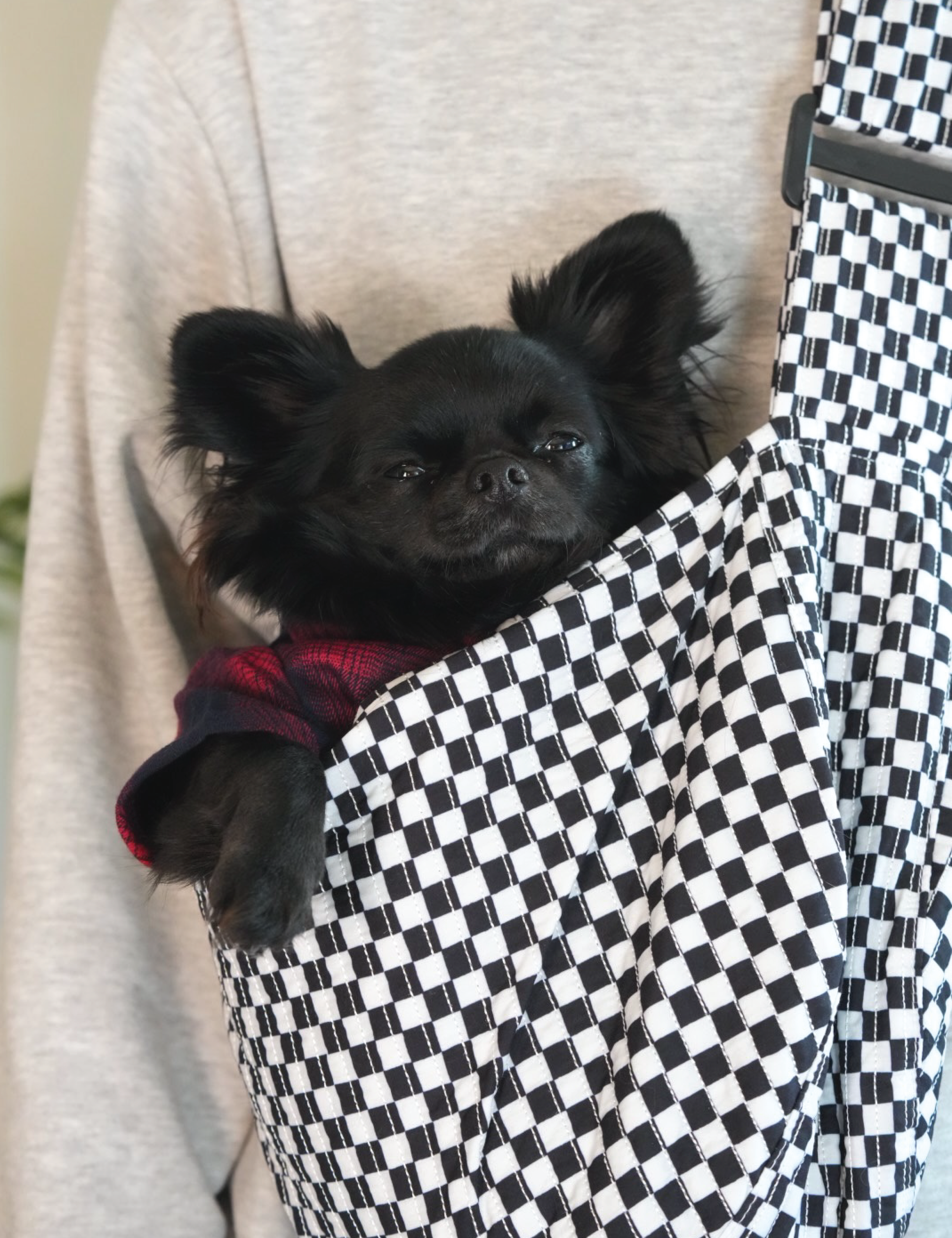 Moxxie Pet Sling Carrier – a stylish and comfortable way to carry your small pet on daily adventures. Black chihuahua (Romeo) pictured is 9.5 lbs.