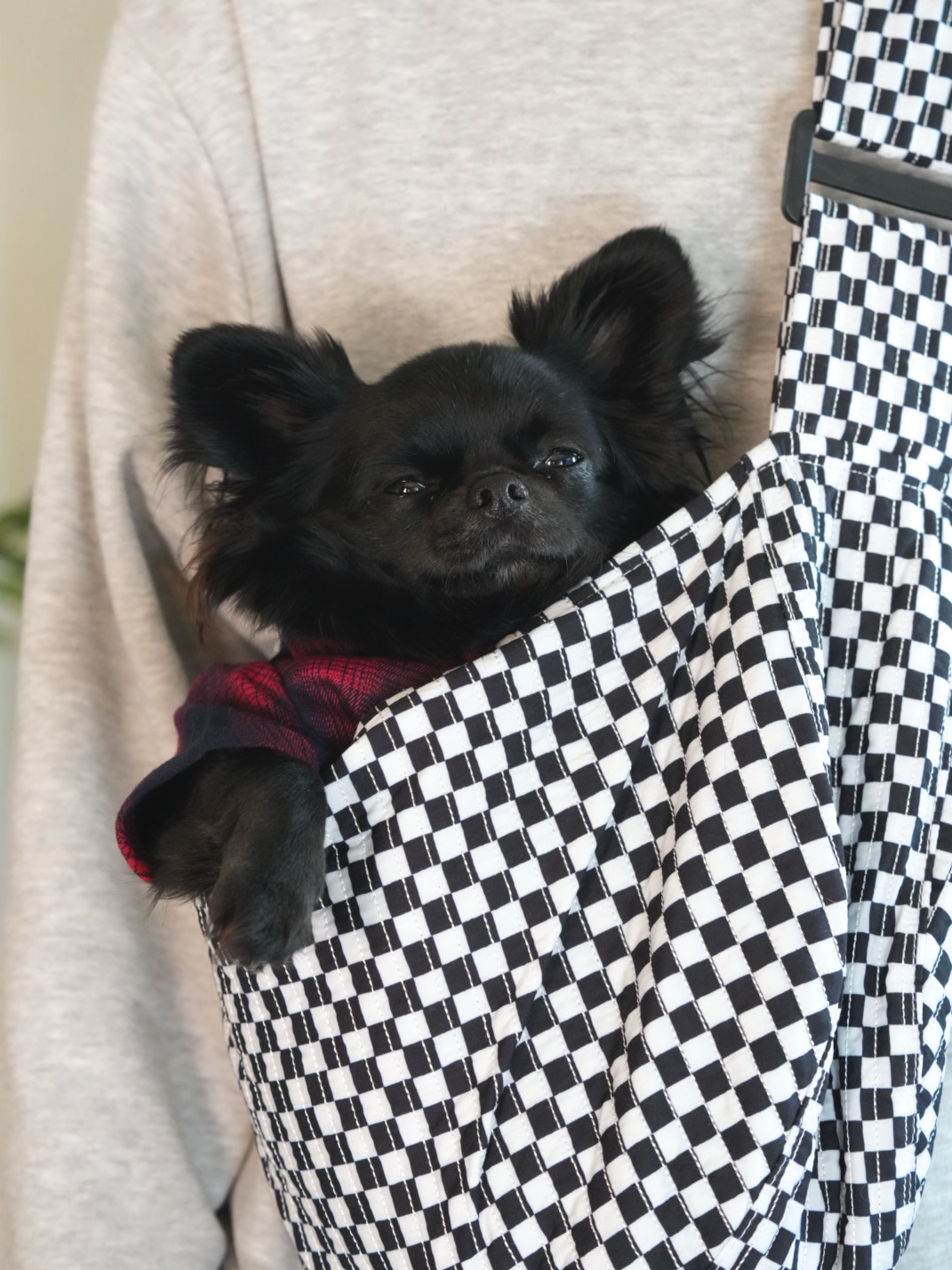 Moxxie Pet Sling Carrier – a stylish and comfortable way to carry your small pet on daily adventures. Black chihuahua (Romeo) pictured is 9.5 lbs.
