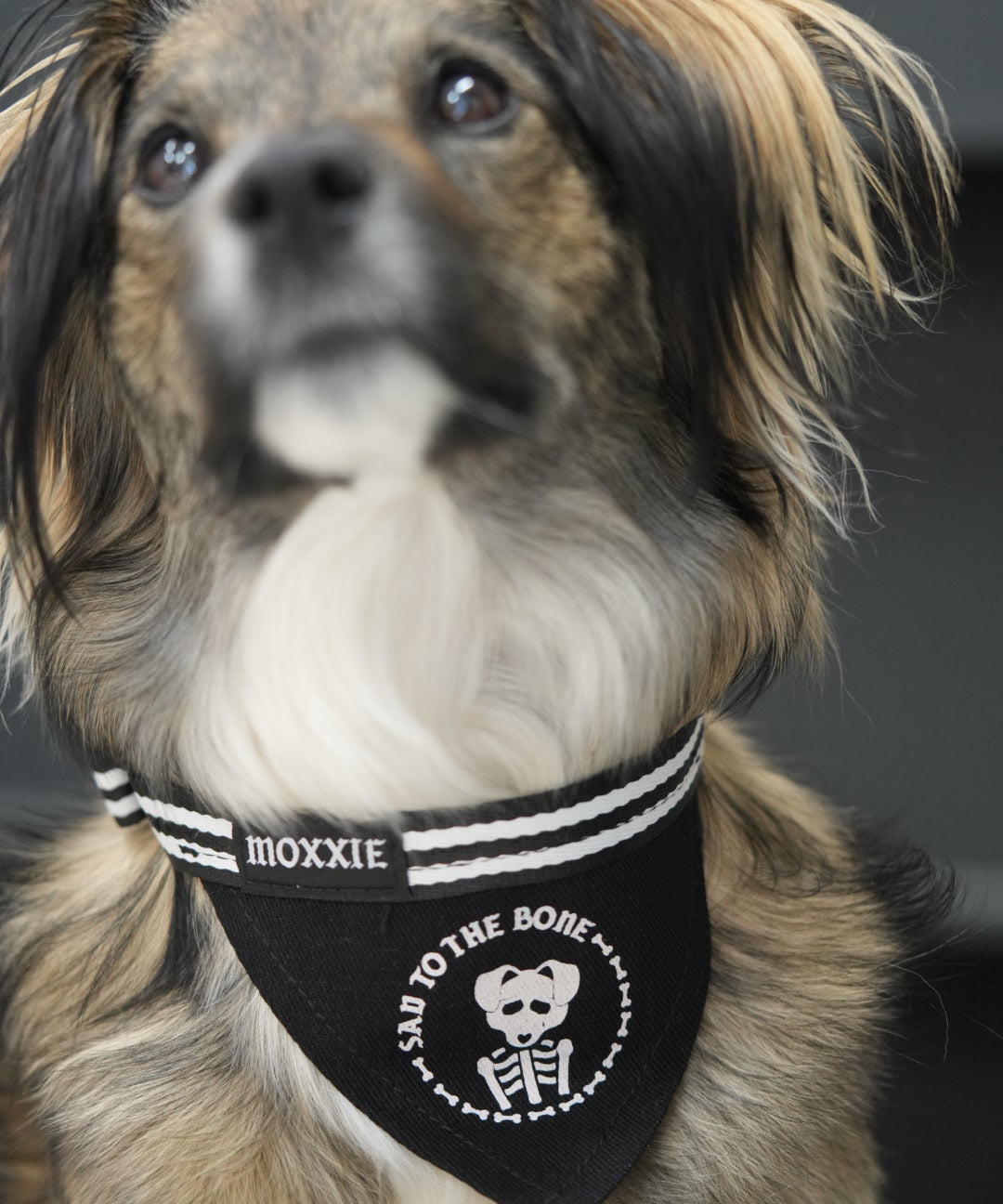 Sad to the Bone adjustable pet bandana – custom-made with a spooky skeleton design, perfect for your emo dog's apparel.