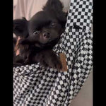 Close-up video of Romeo the chihuahua comfortably nestled in the Moxxie Pet Sling Carrier – the perfect hands-free accessory for your small pet adventures!