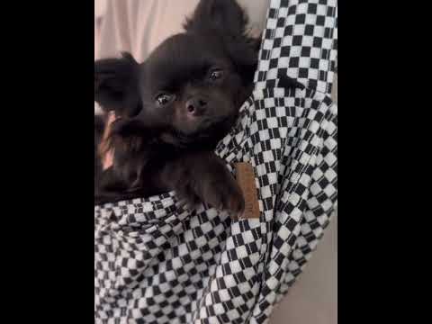 Close-up video of Romeo the chihuahua comfortably nestled in the Moxxie Pet Sling Carrier – the perfect hands-free accessory for your small pet adventures!