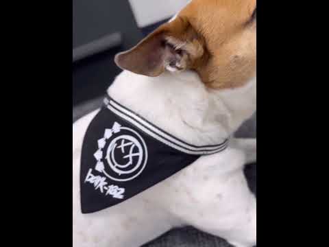 Close-up of a dog wearing the 'Bark-182' adjustable pet bandana – the perfect punk accessory for Blink-182 fans!