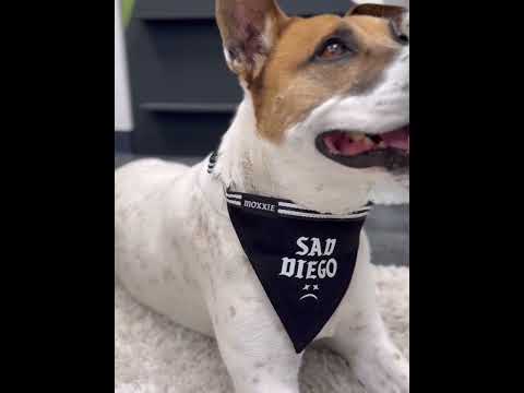 Close-up of a dog wearing the large-sized 'Sad Diego' adjustable pet bandana – the perfect accessory for your emo-inspired pup!