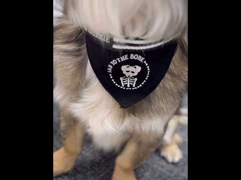 Close-up of a medium dog wearing the medium Sad to the Bone adjustable pet bandana – a spooky skeleton design perfect for your emo-inspired pet.