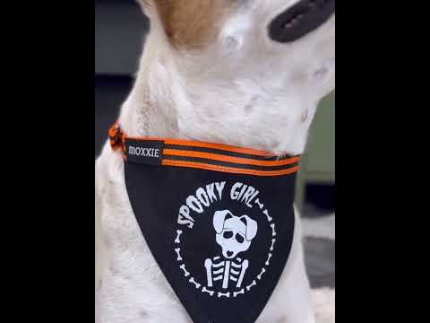 Close-up of a large dog wearing the large Spooky Girl adjustable pet bandana – the perfect spooky accessory for Halloween!