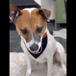 Close-up of a large dog wearing the large Spooky Boy adjustable pet bandana – a spooky Halloween accessory for your furry friend!