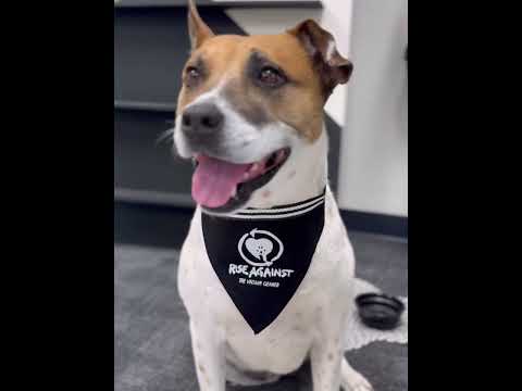 Close-up of a dog wearing the 'Rise Against the Vacuum Cleaner' adjustable pet bandana – the perfect accessory for your furry rebel!