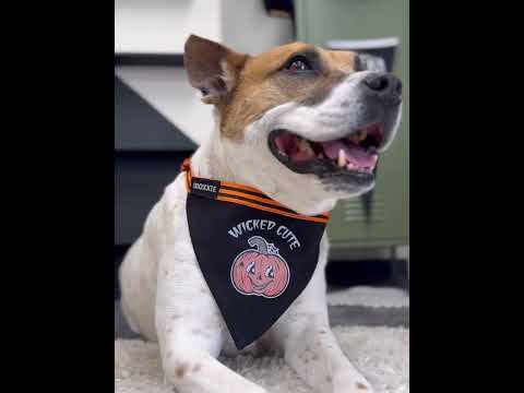 Close-up of a medium-sized dog wearing the Wicked Cute adjustable pet bandana – perfect for Halloween with a spooky pumpkin design.