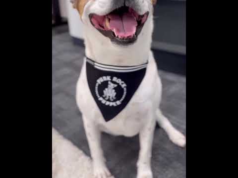 Close-up of a dog rocking the 'Punk Rock Pupper' adjustable pet bandana – the ultimate accessory for your little rebel!